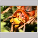 Vespa crabro - Hornisse 16.jpg